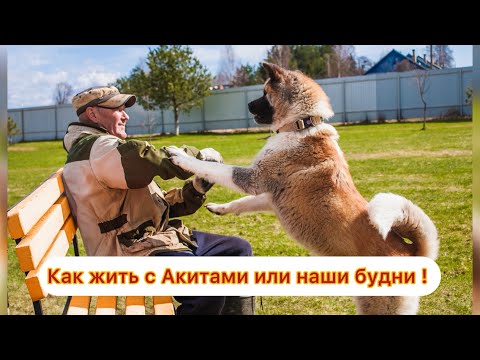 Видео: Как жить с Акитами или наши будни! #akitalife #собака #абакасобака #americanakita #животные #собаки
