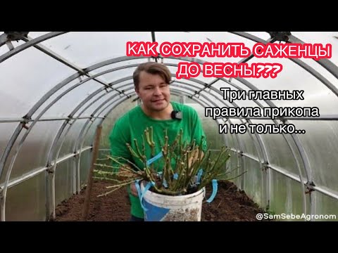 Видео: СОХРАНЯЕМ МОЛОДЫЕ САЖЕНЦЫ ПРАВИЛЬНО.Что такое прикоп, Как сделать прикоп ПРАВИЛЬНО и зачем это нужно