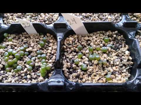 Видео: Посевы литопсов.Когда лучше пикировать,Мои наблюдения..Lithops