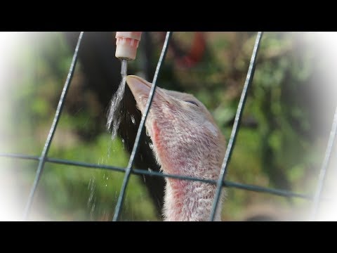 Видео: Индюки Хайбрид Конвертер ч.4 Индюшатам 1 месяц.