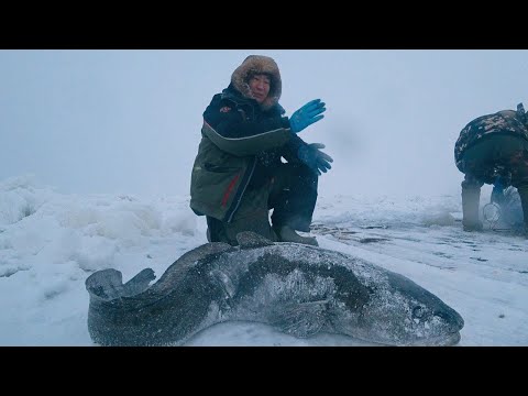 Видео: САМЫЙ БОЛЬШОЙ НАЛИМ В ЯКУТИИ ПОЙМАН!!!! ПЕРВЫЙ ЛЕД 2023