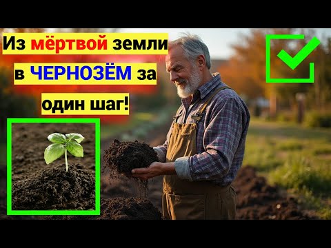 Видео: Плохая земля оживает! Проверенный способ превратить её в чернозём