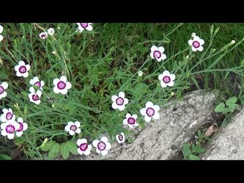 Видео: Гвоздика травянка КАНТА-ЛИБРА