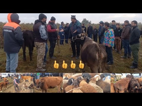 Видео: Паншанбе бозори нохияи фархор  14 ноябр зурибад 👍👍👍