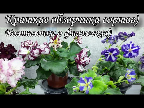 Видео: Болталочка про фиалочки) Краткие обзорчики сортов)