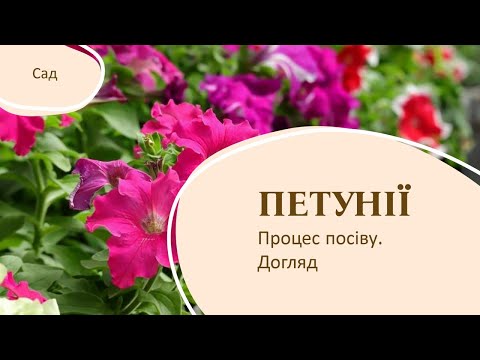 Видео: Як вирощувати петунії з насіння