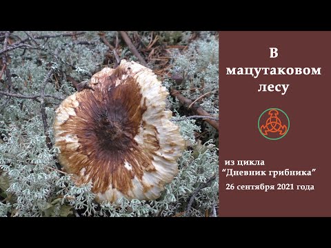 Видео: В мацутаковом лесу.  "Дневник грибника" 26 сентября 2021 года
