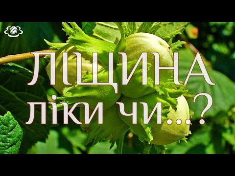 Видео: Ліщина. Ліки чи ... ?