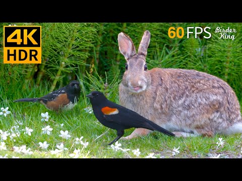 Видео: КОШКА ТВ 😺 Грациозные летние птицы, зайцы, белки 🐦 8 часов 4K HDR 60FPS