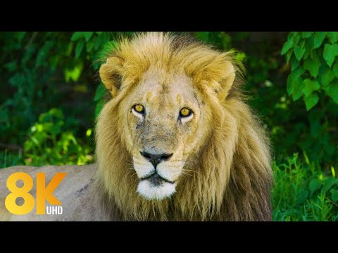 Видео: 8K Дикая природа района реки Окаванго, Ботсвана - Дикие животные Африки ( 8 часов ) Часть #1