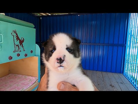 Видео: Настоящий Винипух