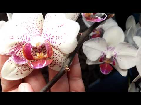 Видео: Орхидеи. Видео одной орхидеи Причудливые веснушки.