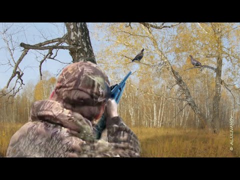 Видео: Охота на глухаря осенью с подхода.