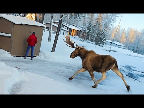 Видео: Случаи, Когда Животные Показали, Что с Ними Лучше Не Связываться