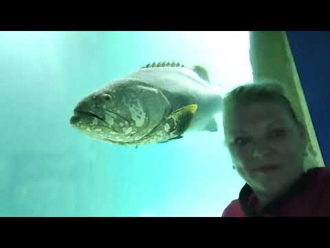 Видео: МОСКВАРИУМ! Делюсь с вами красотой подводного мира и полученными эмоциями!