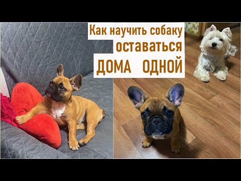 Видео: Быстрые и эффективные шаги - учим собаку оставаться дома одной.