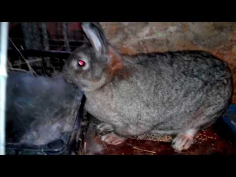 Видео: ДЕШЕВЛЕ НЕ КУДА! кормление кроликов одной пшеницей!