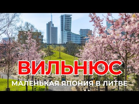 Видео: Японский уголок в Вильнюсе — как в Токио, только ближе!