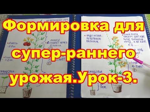 Видео: Урок-3.Формируем детерминантные томаты для теплиц,как получить супер-ранний урожай.