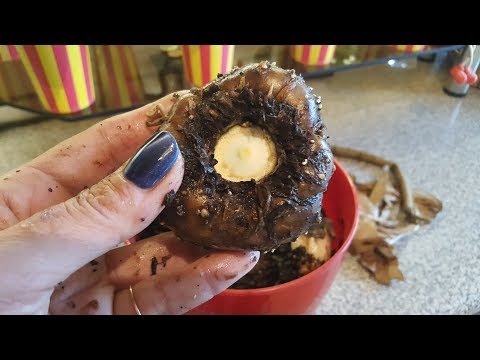 Видео: Выкапываем аморфофаллус готовимся к зиме