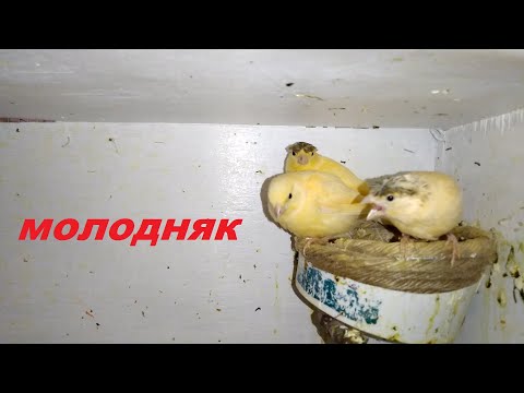 Видео: Как в дальнейшем паровать канареек,молодняк 2021г