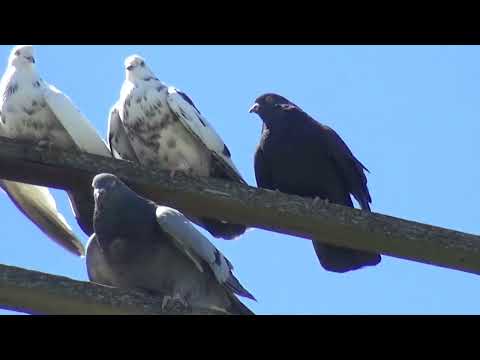 Видео: Сильный ветер, ну и плевать........