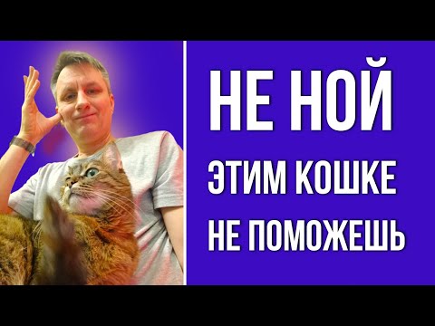 Видео: Что скрывает лень владельца кошки