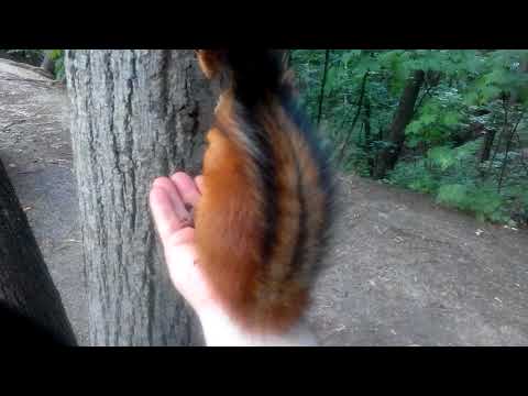 Видео: громкая белка / loud squirrel / Sciurus Loudus