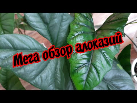 Видео: Мега обзор алоказий