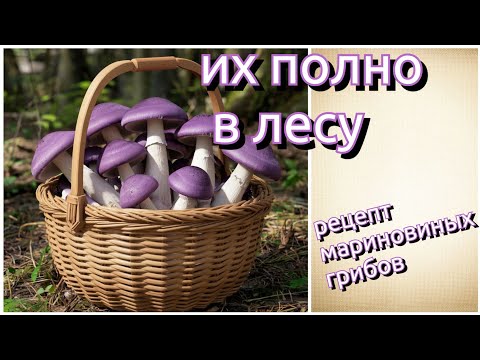 Видео: Нашли редкий фиолетовый гриб в лесу!