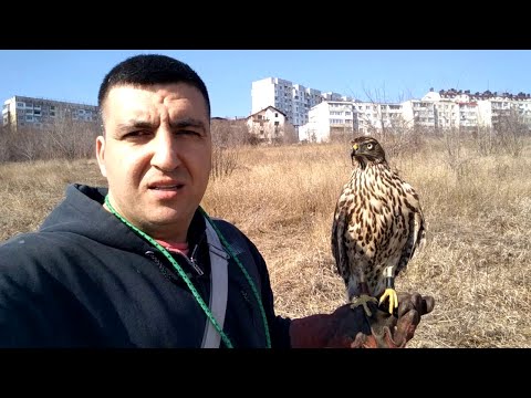 Видео: ястреб тетеревятник - 62  - прогулка в новом месте