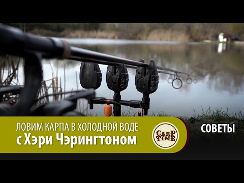 Видео: ЛОВИМ КАРПА в ХОЛОДНОЙ ВОДЕ с Хэри Чэрингтоном СОВЕТЫ