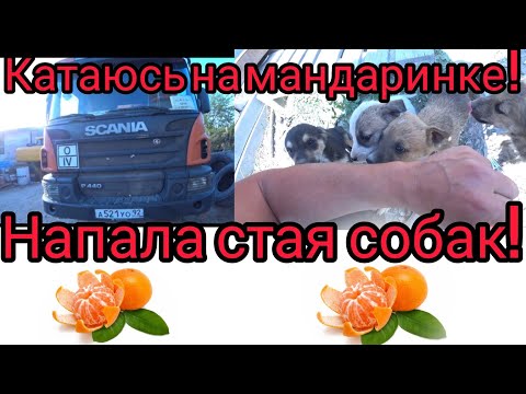 Видео: Катаюсь на мандаринке! напала стая собак !