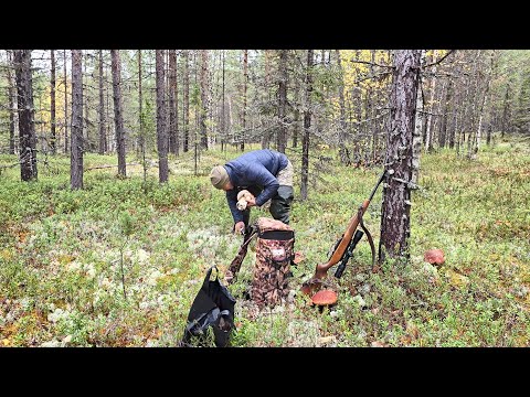 Видео: ПОСЛЕДНИЙ ВЫХОД ГРИБА, СОБИРАЮ ВЕДРАМИ. БЕЛЫЕ БОРОВИКИ НА БОРАХ СЕВЕРА. РЕСПУБЛИКА КОМИ.