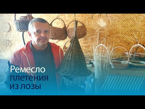 Видео: Ремесло плетения из лозы от ростка до корзины