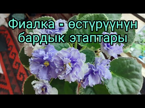 Видео: Фиалка гүлү нөлдөн баштап, бардык сырлары менен!!!