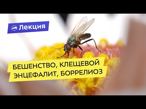 Видео: Бешенство, клещевой энцефалит, боррелиоз и другие инфекции