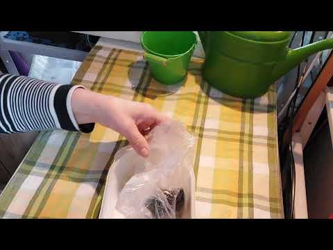 Видео: эксперимент  посадки семян  клеомы#сеем клеому на рассаду #. 🌸🌸🌸