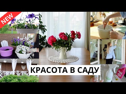 Видео: 🌸ЗАЦВЕЛИ ПИОНЫ| посадили цветы, уборка в доме, готовлю вкусный завтрак, шоппинг с детьми