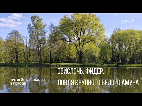 Видео: Свислочь. Фидер. Ловля крупного белого амура