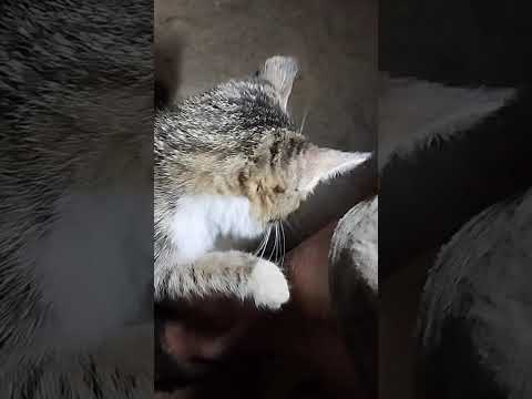 Видео: Ириска знакомится с местными достопримечательностями 😲😽