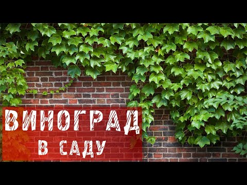 Видео: ВИНОГРАД! ИСПОЛЬЗУЕМ ВИНОГРАД В ДИЗАЙНЕ САДА!