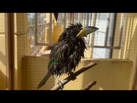 Видео: Утренние разговоры с Птицем. Водные процедуры. Птица виляет хвостом как собака 😅😅😅