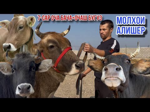 Видео: 7-САР ОЧА БАЧА+ОЧАШ БУҒУЗ МОЛХОИ АЛИШЕР УСПЕТ КУНЕД 12 ноября 2025 г.