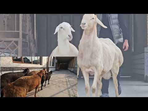 Видео: СТОП ✋️ 🛑 ФУРУХТА ШУДАН 