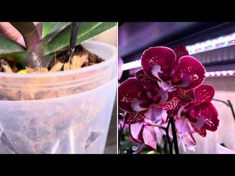 Видео: Ответы на вопросы зрителей ( Биг липы новых сортов )