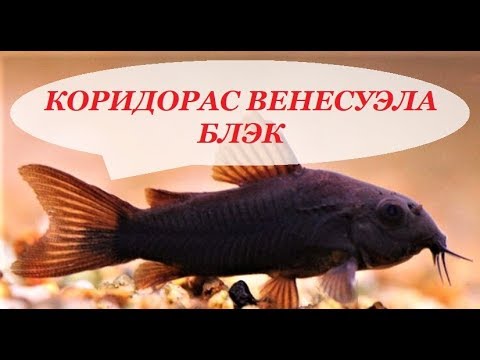 Видео: Коридорас Венесуэла Блэк содержание в аквариуме, разведение, кормление и совместимость,