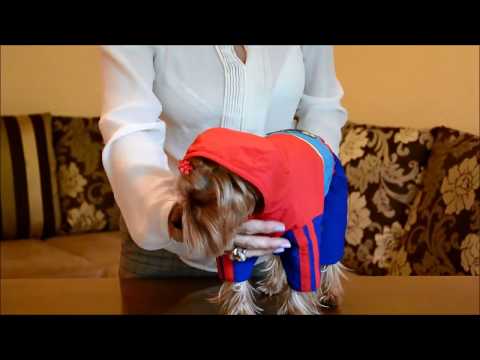 Видео: Одежда для собачек мелких пород! Как снимать мерки?