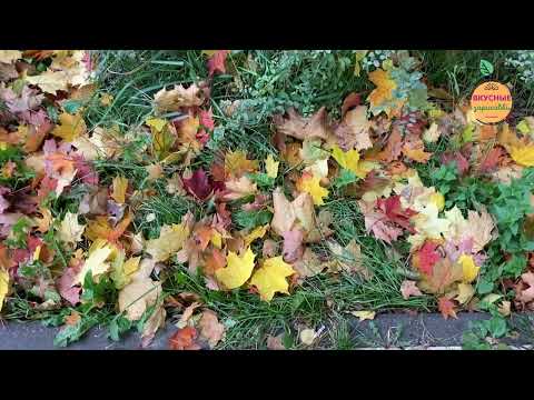 Видео: Золотая осень в Зеленограде. Город моими глазами.