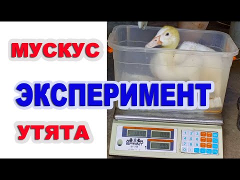 Видео: ВЗВЕШИВАНИЕ мускусных утят в месяц. Разница в весе птицы на племя и на мясо.